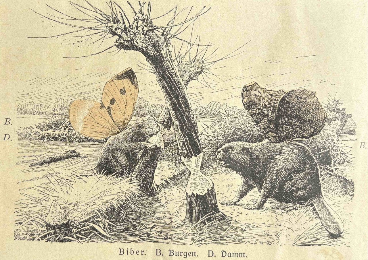 Animalfusionen / (C) Katharina Pfänder