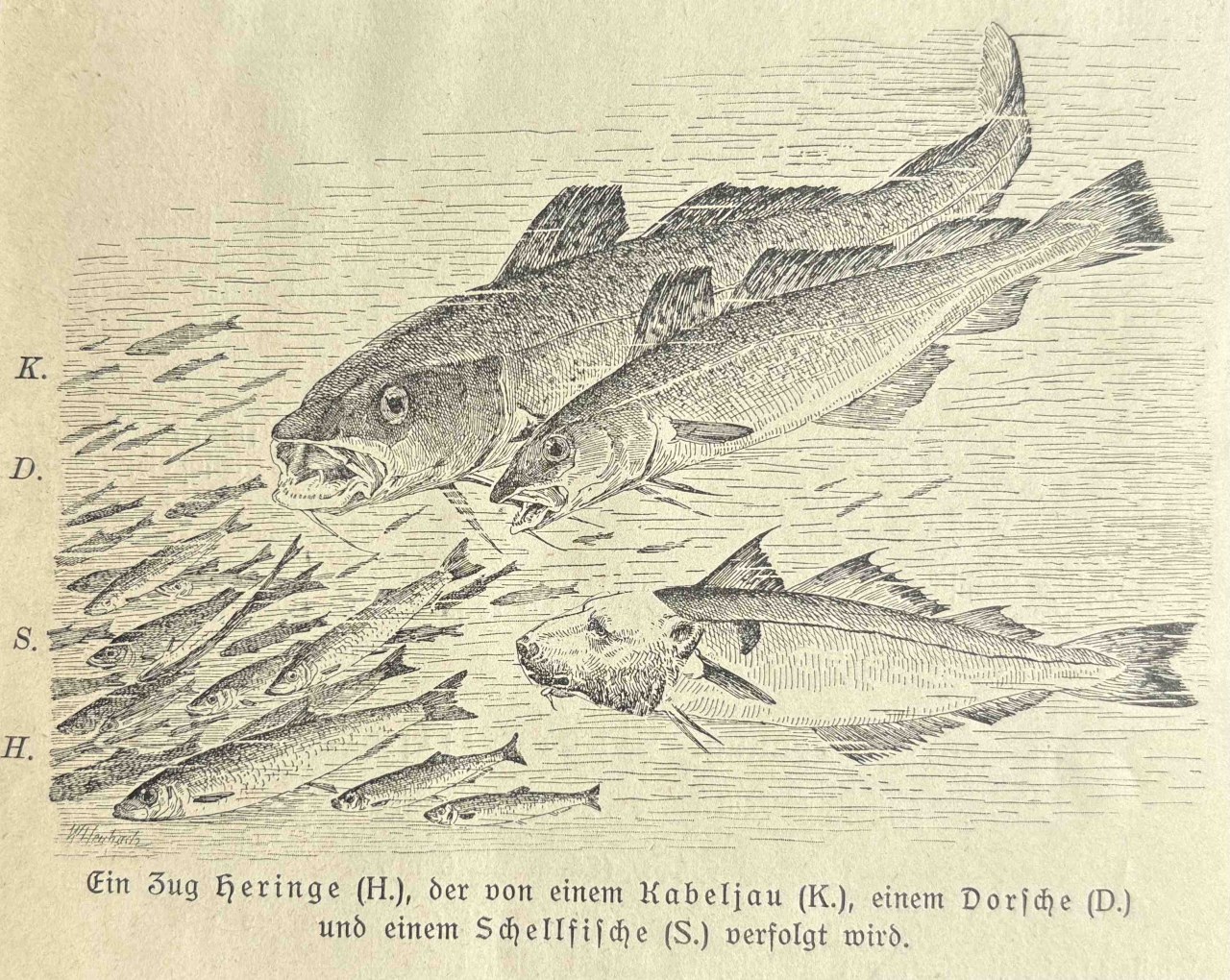 Animalfusionen / (C) Katharina Pfänder