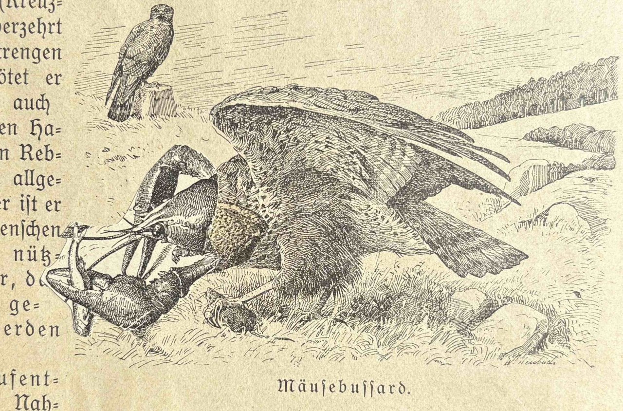 Animalfusionen / (C) Katharina Pfänder