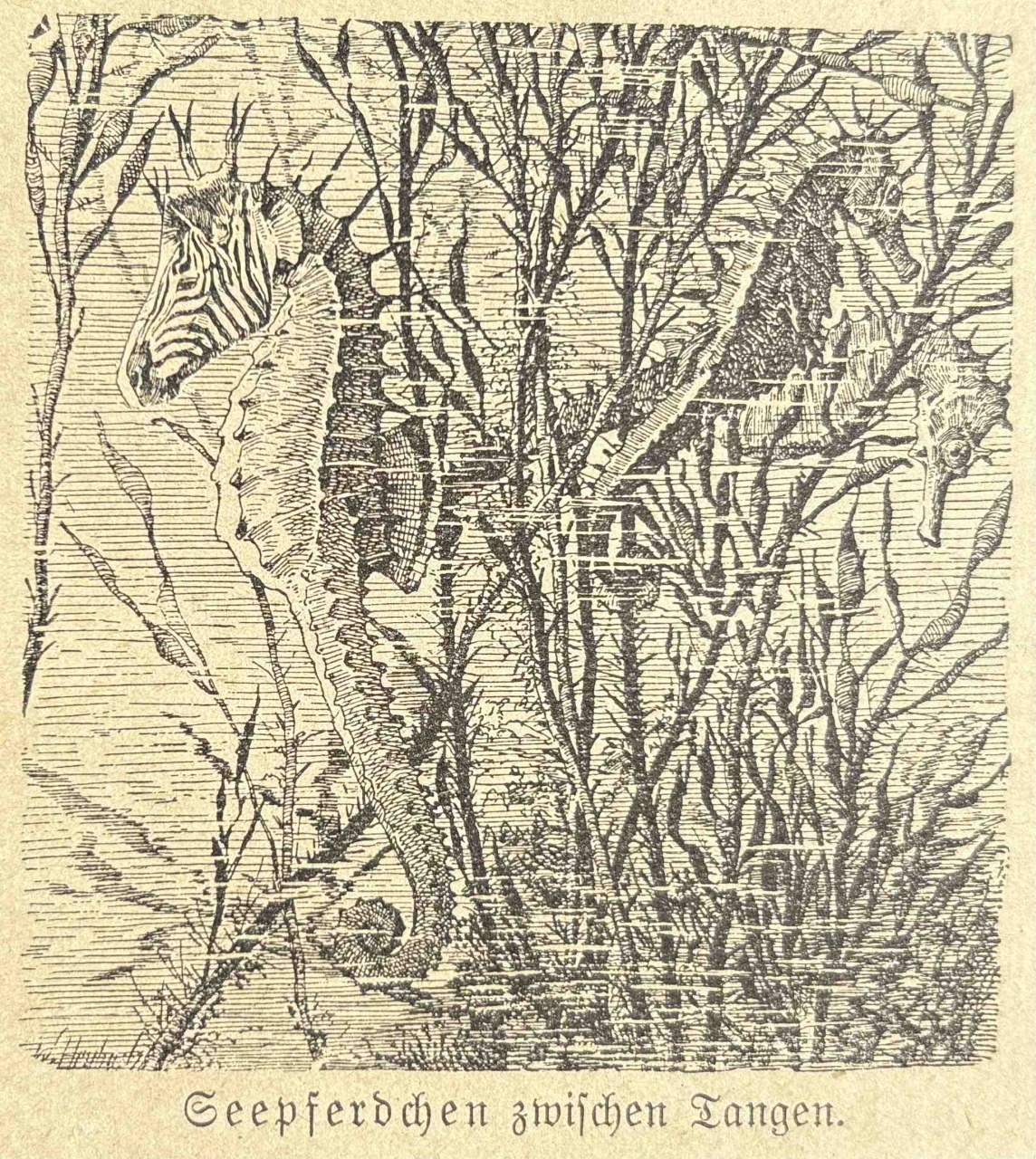 Animalfusionen / (C) Katharina Pfänder