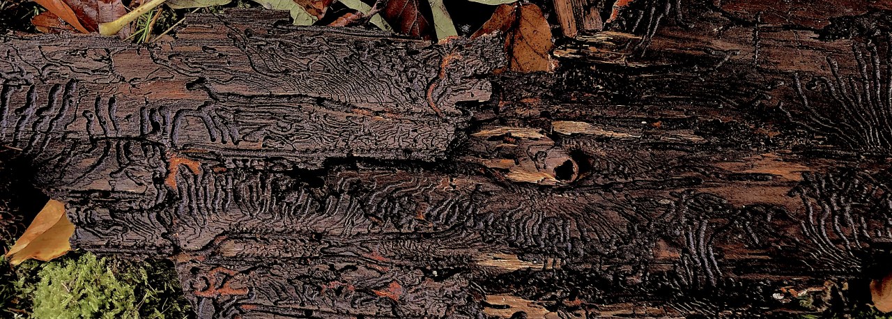 Fundache Notation / (C) Katharina Pfänder