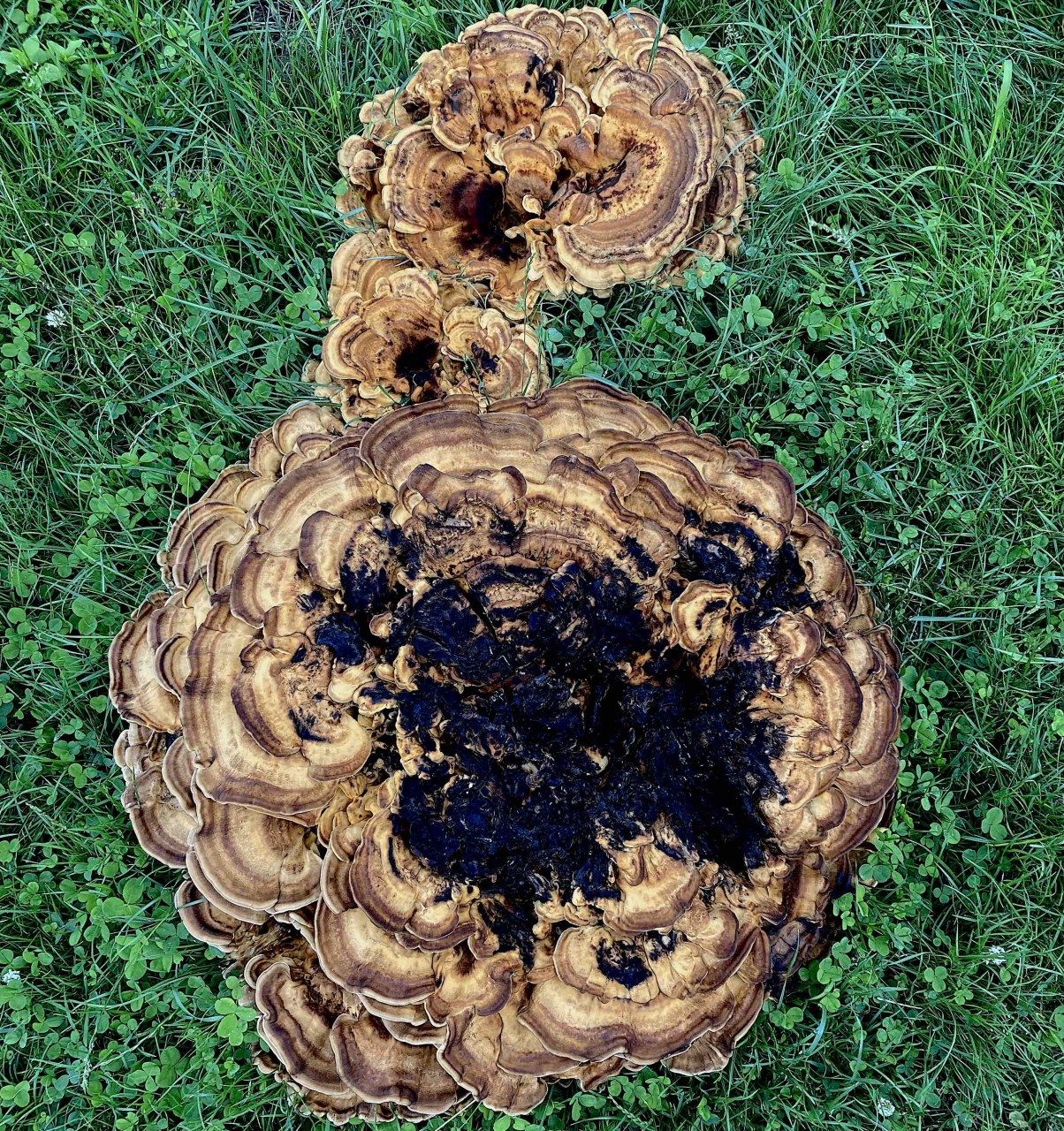 Fundache Notation / (C) Katharina Pfänder