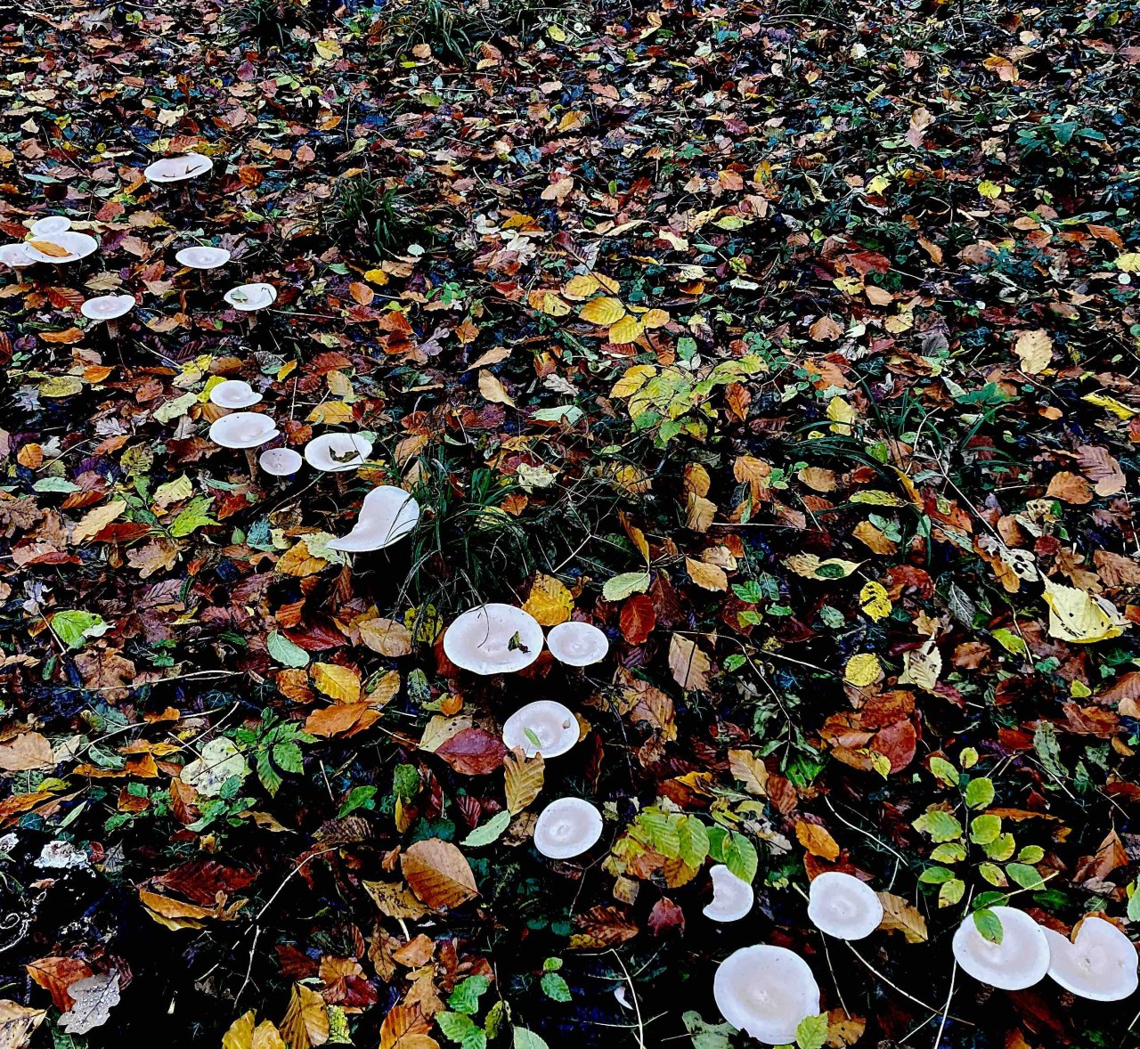 Fundache Notation / (C) Katharina Pfänder