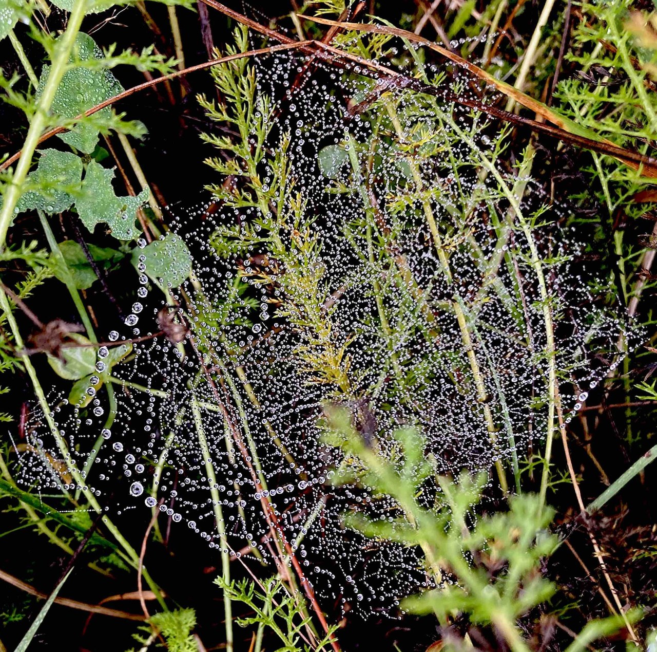 Fundache Notation / (C) Katharina Pfänder