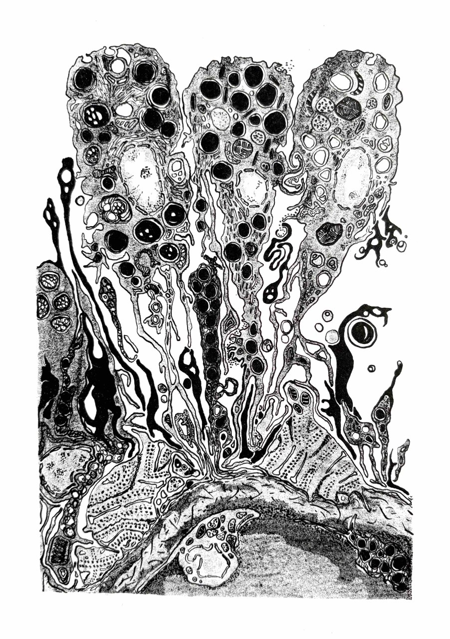 Metamorphosen / (C) Katharina Pfänder